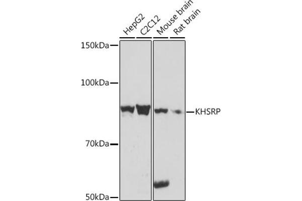 KHSRP 抗体