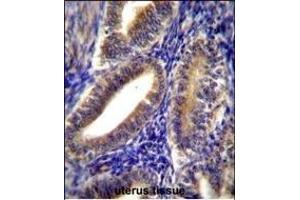 CNN2 Antibody (N-term) (ABIN656350 and ABIN2845649) immunohistochemistry analysis in formalin fixed and paraffin embedded human uterus tissue followed by peroxidase conjugation of the secondary antibody and DAB staining. (CNN2 抗体  (N-Term))
