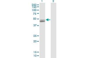 Western Blot analysis of UQCRC1 expression in transfected 293T cell line by UQCRC1 MaxPab polyclonal antibody. (UQCRC1 抗体  (AA 1-480))