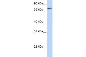 Western Blotting (WB) image for anti-Chromosome 14 Open Reading Frame 37 (C14ORF37) antibody (ABIN2458842) (C14ORF37 抗体)