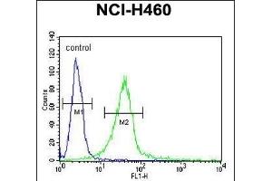 GIT1- Antibody (C-term) (ABIN6242999 and ABIN6578994) flow cytometric analysis of NCI- cells (right histogram) compared to a negative control cell (left histogram). (GIT1 抗体  (C-Term, Tyr554))