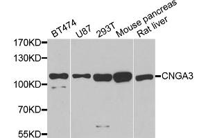 Western blot analysis of extracts of various cell lines, using CNGA3 antibody (ABIN6290264) at 1:1000 dilution. (CNGA3 抗体)
