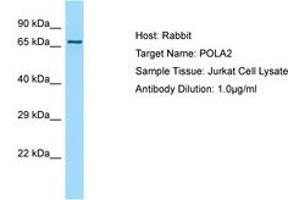 Image no. 1 for anti-Polymerase (DNA Directed), alpha 2 (70kD Subunit) (POLA2) (AA 55-104) antibody (ABIN6750128) (POLA2 抗体  (AA 55-104))