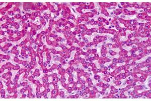 Anti-GRM7 / MGLUR7 antibody IHC staining of human liver. (GRM7 抗体  (N-Term))
