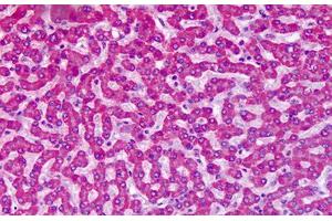 Anti-GRM7 / MGLUR7 antibody IHC staining of human liver.