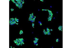 IF analysis of EIF4A1 using anti-EIF4A1 antibody (ABIN7603125).