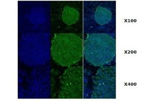 Immunofluorescence: Immunofluorescence staining of human ES cell colony with monoclonal anti-human TRA1 antibody (2H3) (GRP94 抗体)