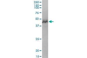 GTPBP3 MaxPab polyclonal antibody. (GTPBP3 抗体  (AA 1-492))
