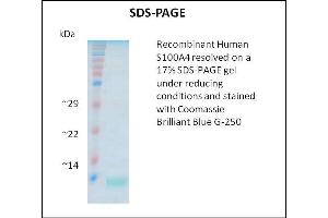 SDS-PAGE (SDS) image for S100 Calcium Binding Protein A4 (S100A4) (Active) protein (ABIN5509403) (s100a4 蛋白)