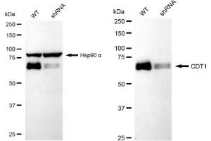 Western blotting analysis using CDT1 antibody (ABIN7798061). (Recombinant CDT1 抗体)