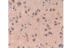 IHC-P analysis of Mouse Tissue, with DAB staining. (REPIN1 抗体  (AA 30-298))