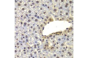 Immunohistochemistry of paraffin-embedded mouse liver using SUPT20H antibody (ABIN4905348) at dilution of 1:100 (40x lens). (FAM48A/P38IP 抗体)