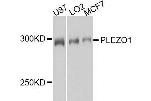 Western blot analysis of extract of various cells, using PIEZO1 antibody. (PIEZO1 抗体)