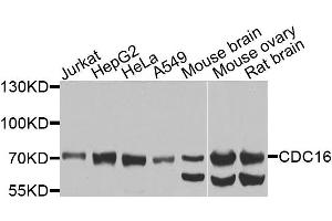 Western blot analysis of extracts of various cells, using CDC16 antibody. (CDC16 抗体)