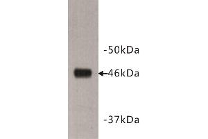 Western Blotting (WB) image for anti-Dachsous 1 (DCHS1) antibody (ABIN1854970) (DCHS1 抗体)