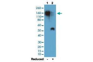 Western blot analysis of Lane 1: nonreduced (-) and Lane 2: reduced (+) mouse IgG1 (20 ng/lane) with Mouse IgG1 monoclonal antibody, clone RM106 (Biotin)  at 0. (兔 anti-小鼠 Immunoglobulin Heavy Constant gamma 1 (G1m Marker) (IGHG1) Antibody (Biotin))