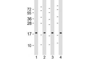 Western blot testing of human 1) HepG2, 2) HeLa, 3) Caki-1 and 4) HT-29 cell lysate with ARF4 antibody at 1:2000. (ARF4 抗体  (AA 72-106))