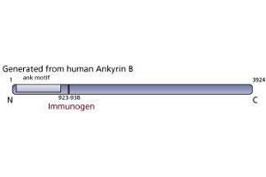 Image no. 2 for anti-Ankyrin 2, Neuronal (ANK2) antibody (ABIN967633) (ANK2 抗体)