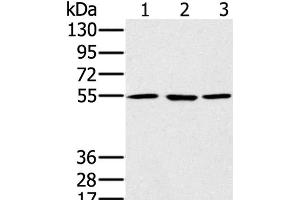 Western Blot analysis of A549, hela and NIH/3T3 cell using PSMC1 Polyclonal Antibody at dilution of 1:500 (PSMC1 抗体)