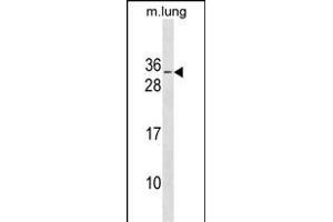 RBM7 Antibody (C-term) (ABIN1881733 and ABIN2838623) western blot analysis in mouse lung tissue lysates (35 μg/lane). (RBM7 抗体  (C-Term))