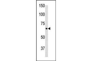 The anti-GF C-term Pab 2017b is used in Western blot to detect GF in mouse brain tissue lysate. (GFAP 抗体  (C-Term))
