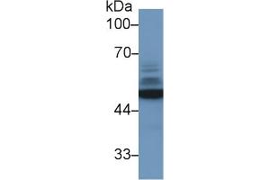 Western Blot; Sample: Human 293T cell lysate; Primary Ab: 1µg/ml Rabbit Anti-Mouse NSE Antibody Second Ab: 0. (ENO2/NSE 抗体  (AA 2-434))