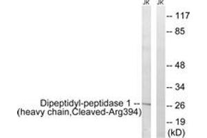 Western blot analysis of extracts from Jurkat cells, treated with etoposide 25uM 1h, using Dipeptidyl-peptidase 1 (heavy chain,Cleaved-Arg394) Antibody. (CTSC 抗体  (Cleaved-Arg394))