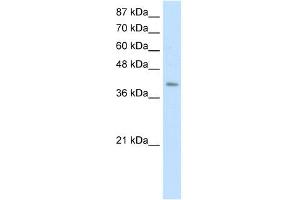 WB Suggested Anti-ERAL1 Antibody Titration:  0. (ERAL1 抗体  (C-Term))
