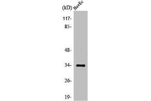 Western Blot analysis of HuvEc cells using Olfactory receptor 5M11 Polyclonal Antibody (OR5M11 抗体  (C-Term))