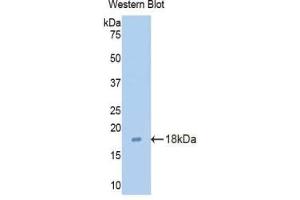 Western blot analysis of the recombinant protein. (Claudin 3 抗体  (AA 30-159))
