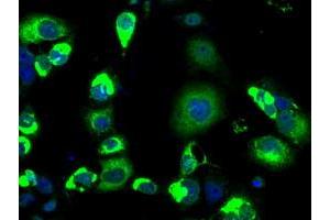 Anti-LOX mouse monoclonal antibody (ABIN2453263) immunofluorescent staining of COS7 cells transiently transfected by pCMV6-ENTRY LOX (RC213323). (LOX 抗体  (AA 22-168))