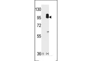 Western blot analysis of cGKII using cGKII Antibody using 293 cell lysates (2 ug/lane) either nontransfected (Lane 1) or transiently transfected with the PRKG2 gene (Lane 2). (PRKG2 抗体  (C-Term))