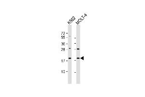 All lanes : Anti-GKN1 Antibody (C-term) at 1:1000 dilution Lane 1: K562 whole cell lysate Lane 2: MOLT-4 whole cell lysate Lysates/proteins at 20 μg per lane. (Gastrokine 1 抗体  (C-Term))