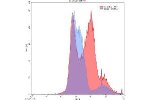 Detection of IL22 in 293F line transfected with target gene using Polyclonal Antibody to Interleukin 22 (IL22) (IL-22 抗体  (AA 34-179))