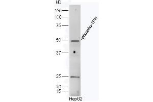 HepG2 cell lysates probed with Rabbit Anti-TPH(Ser260) Polyclonal Antibody, Unconjugated  at 1:500 for 90 min at 37˚C. (Tryptophan Hydroxylase 1 抗体  (pSer260))
