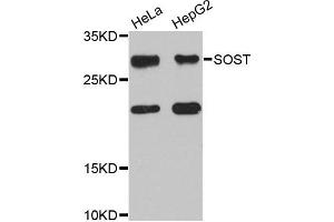 Western blot analysis of extracts of HeLa and HepG2 cell lines, using SOST antibody. (Sclerostin 抗体)