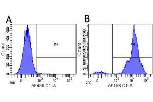 Flow-cytometry using the anti-CD11a research biosimilar antibody Efalizumab (hu1124, )  Human lymphocytes were stained with an isotype control (panel A) or the rabbit-chimeric version of Efalizumab ( panel B) at a concentration of 1 µg/ml for 30 mins at RT. (Recombinant ITGAL (Efalizumab Biosimilar) 抗体)