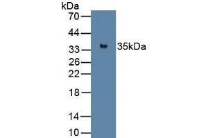 Detection of Recombinant MYOG, Rat using Polyclonal Antibody to Myogenin (MYOG) (Myogenin 抗体  (AA 4-219))
