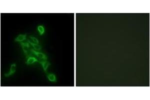 Immunofluorescence analysis of HepG2 cells, using COX6C Antibody. (COX6C 抗体  (AA 11-60))