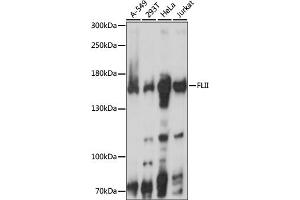 Western blot analysis of extracts of various cell lines, using FLII antibody. (FLII 抗体)