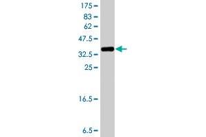 Western Blot detection against Immunogen (38. (LUC7-Like 3 抗体  (AA 1-110))