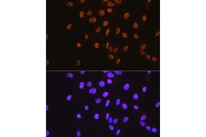 Immunofluorescence (IF) image for anti-Sp1 Transcription Factor (SP1) antibody (ABIN7270505)