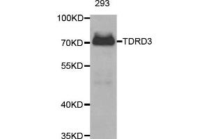 Western Blotting (WB) image for anti-Tudor Domain Containing 3 (TDRD3) antibody (ABIN1877029) (TDRD3 抗体)