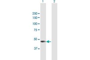 Western Blot analysis of PNLIP expression in transfected 293T cell line by PNLIP MaxPab polyclonal antibody.