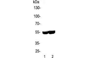 Western blot testing of 1) rat liver and 2) mouse liver lysate with CYP2E1 antibody. (CYP2E1 抗体  (AA 1-310))