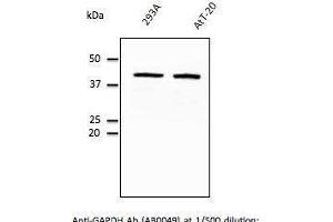 Endogenous ERP57- endoplasmic reticulum lumen marker detected With AB0004 at 1/500 dilunon, lysates at 100 µg per Iane and rabbit polyclonal to goat lµg (HRP) at 1/10,000 dilution, (GAPDH 抗体  (C-Term))