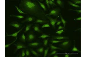 Immunofluorescence of purified MaxPab antibody to UBA7 on HeLa cell. (UBA7 抗体  (AA 1-1012))