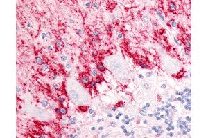 Anti-SLC1A3 / GLAST antibody IHC of human brain, cerebellum, molecular layer and Purkinje layer. (SLC1A3 抗体  (Cytoplasmic Domain))