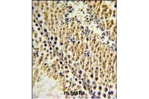 EXTL3 Antibody (N-term) (ABIN652990 and ABIN2842629) IHC analysis in formalin fixed and paraffin embedded testis tissue followed by peroxidase conjugation of the secondary antibody and DAB staining. (EXTL3 抗体  (N-Term))
