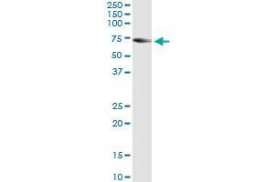 Western Blotting (WB) image for anti-Tripartite Motif Containing 16 (TRIM16) (AA 165-273) antibody (ABIN564634)